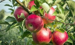 Яблуня Срібне копитце: опис і характеристика, терміни і схема висадки, особливості догляду, фото