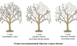 Чому гниють яблука на дереві: що потрібно робити, головні причини виникнення і способи боротьби з хворобою і шкідниками