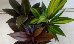 Кордилина: опис і фото, різновиди і особливості догляду