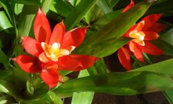 Гузмания мікс: догляд в домашніх умовах, фото