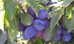 Слива Конфетная: характеристика і опис сорту, посадка, вирощування і догляд, фото