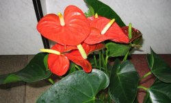 Чому у антуріума жовтіють листя: що при цьому робити і як лікувати квітка, особливості догляду