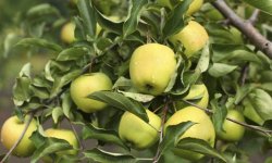 Яблуко сорту Голден: калорійність яблука на 100 грам і хімічний склад, правила вживання