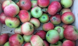 Яблуня сорту Слава Переможцям: опис і характеристика, агротехніка вирощування та догляду, фото