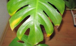 Монстера жовтіють листя: чому і що робити