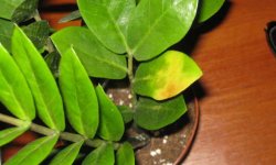 Чому жовтіє листя у заміокулькаса: причина, що робити