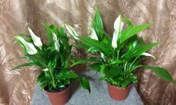 Пересадка спатифиллума в домашніх умовах (після покупки, квітучого): оптимальний час, грунт і ємність, подальший догляд, фото, відео