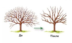 Як обрізати сливу: чи потрібно, види обрізки, подальший догляд