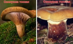 Свинушки: гриби їстівні чи ні, фото, можна або не можна їсти Свинуха тонку