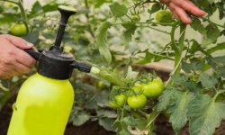 Обробка помідор фурациліном від фітофтори: основні правила, склад і приготування розчину, додаткові поради