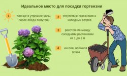 Гортензія волотисте Сільвер Долар (Hydrangea paniculata Silver Dollar): фото, опис, посадка і догляд за сортом, вирощування на штамбі