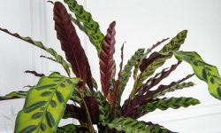 Калатея Лансіфолія: опис і характеристика рослини, вирощування та догляд в домашніх умовах, фото