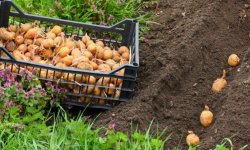 Картопля Синок: опис і характеристика сорту, смакові якості, особливості вирощування, фото, відео
