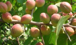 Жерделі і абрикос: в чому різниця, опис, основні відмінності, фото