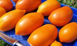 Томат &laquo;Золотий Кенігсберг&raquo;: характеристика і опис сорту, врожайність, вирощування і догляд, фото, відео, відгуки