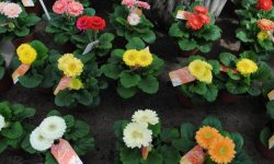 Гербера в горщику: догляд в домашніх умовах, як і скільки разів поливати, як пересадити в інший горщик, скільки цвіте і як її реанімувати, фото