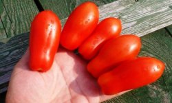 Томат «Дамські пальчики»: характеристика і опис сорту, врожайність, особливості вирощування та догляду, фото