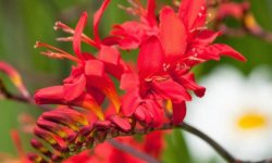 Гладіолус японський: квітка монтбреции (крокосмія), посадка і догляд у відкритому грунті