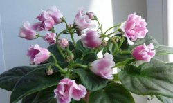 Фіалка Чарівний Тюльпан: опис і фото, особливості вирощування та догляду в домашніх умовах