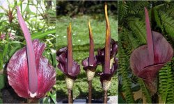 Аморфофаллус коньяк: опис і характеристика рослини, вирощування та догляд в домашніх умовах, фото, відео