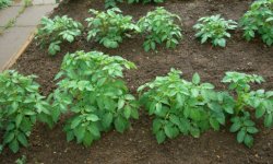 Картопля Чорний принц: опис і характеристика сорту, вирощування і догляд, фото