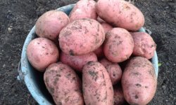 Картопля Слов’янка: опис і характеристика сорту, особливості вирощування, фото