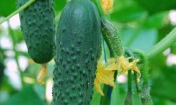 Огірок сорти Седрік: ботанічний опис та характеристика сорту, агротехніка вирощування і догляд, фото