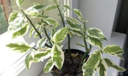 Педілантус тітімалоідний: догляд в домашніх умовах, цвітіння, фото, обрізка, прикмети і забобони