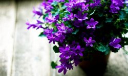 Як правильно посадити кімнатні квіти в горщик: методи і основні правила