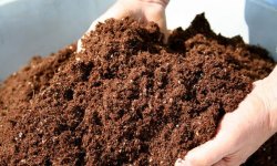 Томат Жигало: характеристика і опис сорту, фото, врожайність, посадка і догляд