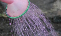 Навіщо і як правильно поливати помідори марганцівкою: приготування розчину, терміни і режим обробки