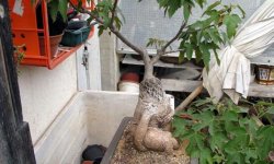 Кімнатна рослина брахіхітон: фото і опис, вирощування і догляд в домашніх умовах