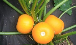 Кабачок Апельсинка: опис і характеристика сорту, вирощування і догляд, способи вживання плоду