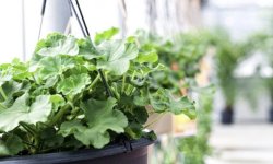 Чому не цвіте герань в домашніх умовах: причини, що робити, відгуки