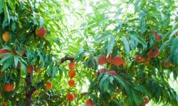 Персик Глорія: опис і характеристика сорту, особливості вирощування та догляду, фото