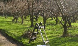 Обрізка молодий і дорослої яблуні: коли і як правильно її робити, способи і схема обрізки, інструменти для обрізки