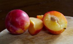 Гібрид сливи й абрикоса: характеристика і опис, кращі сорти, особливості вирощування та догляду, фото