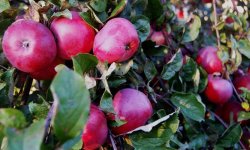 Яблуня Осіння радість: опис і характеристика сорту, особливості посадки і догляду за деревом на ділянці, фото