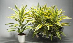 Чому у драцени жовтіють листя в домашніх умовах: причини, що при цьому робити і як врятувати рослина, особливості догляду, фото