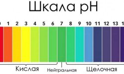 Чому гортензія цвіте зеленим кольором і що робити, якщо квіти у рослини стали зеленими