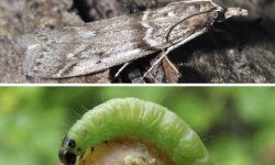 Гусениці на агрус об’їли листя: як боротися зі шкідниками, хімічні препарати і народні засоби