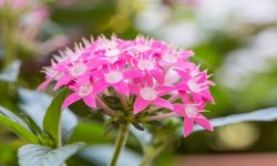 Пентас, квітка — вирощування з насіння в домашніх умовах, фото