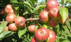 Сорт яблук Білоруське солодке: опис і характеристика, особливості вирощування та догляду, фото