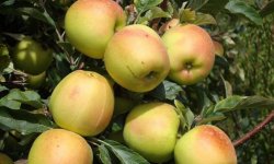 Яблуня сорту Скіфське золото: опис і характеристика, користь і калорійність, посадка і догляд, фото