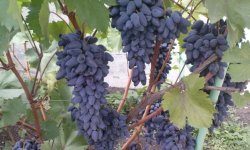 Сорт винограду Пам’яті Негруля: опис і фото, відгуки