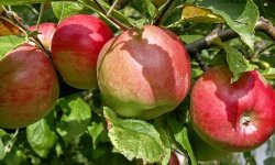 Яблуня Тетяна: опис сорту і характеристика, особливості посадки і догляду, фото