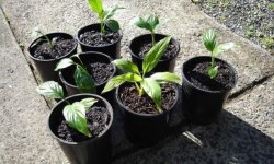 Розмноження спатифиллума в домашніх умовах: основні способи, подальший догляд за рослиною