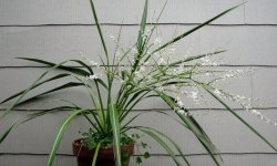 Кордилина кімнатна: догляд в домашніх умовах, фото, види, розмноження, прикмети