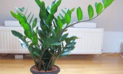 Як пересадити замиокулькас в домашніх умовах: покрокове керівництво, коли і як часто треба це робити, фото, відео