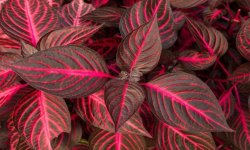 Кімнатний квітка ирезине: догляд в домашніх умовах, фото, види, розмноження, пересадка